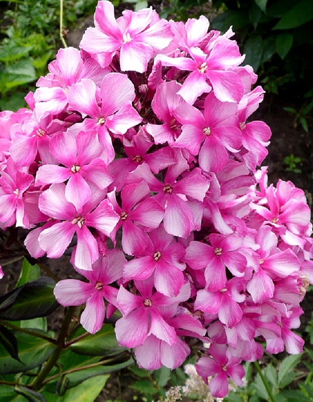 Флокс Мисс Элли 