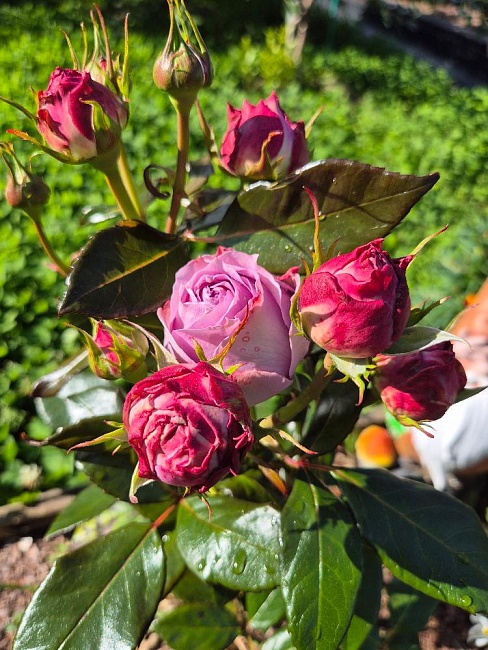 Роза спрей Кантри Спирит Сонг 1 шт