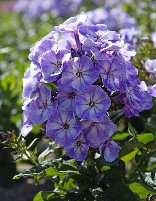 Флокс Юник Олд Блу 