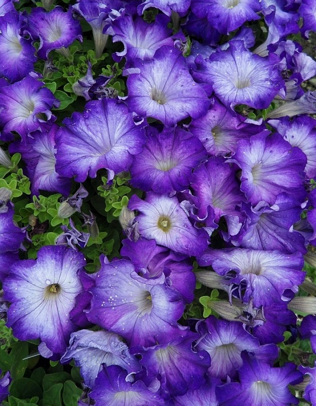 Петуния Джоконда F1 сатурн голубая (Аэлита) 5 шт