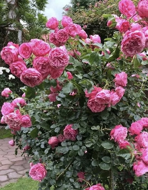 Роза флорибунда Леонардо да Винчи 