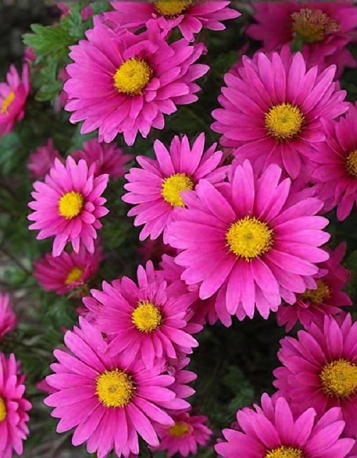 Астра Розенвихтель