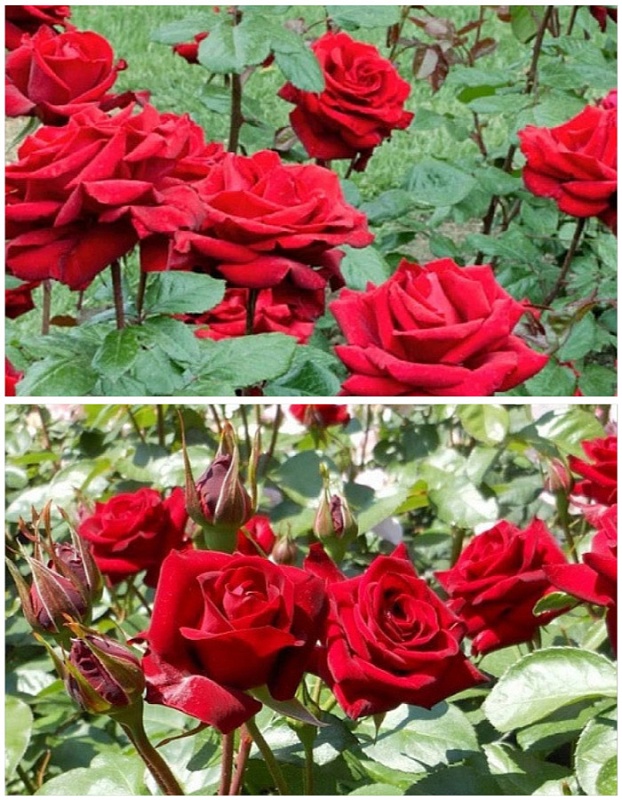 Набор роз "ДНК страсти" 2 саженца