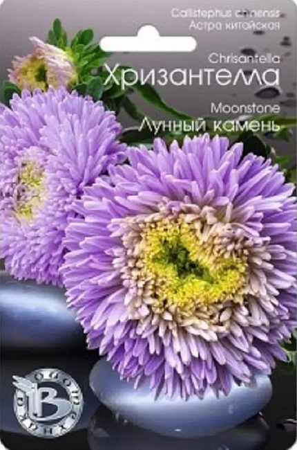 Астра Хризантелла Лунный камень 30 шт