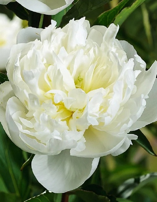 Пион травянистый Дюшес де Немур 1 шт.