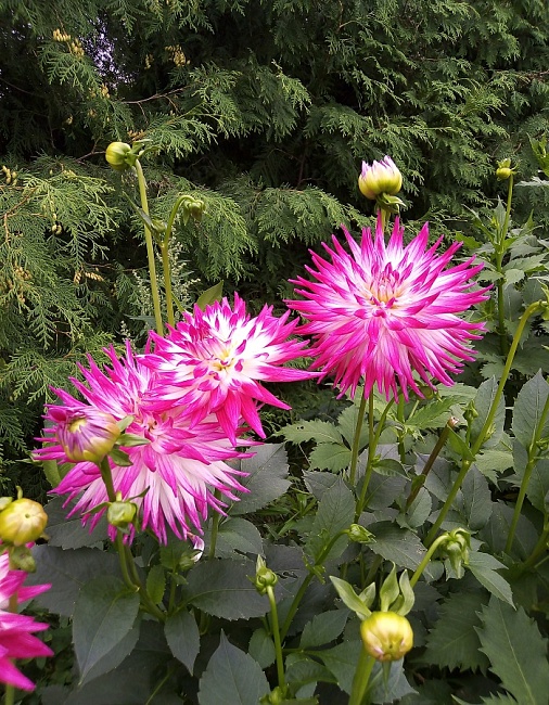 Георгина Датч Эксплоужен 1шт 