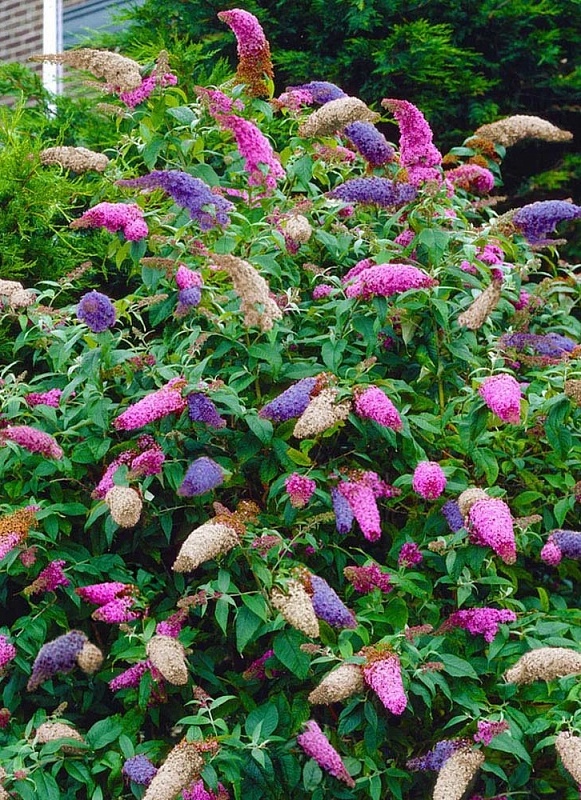 Буддлея в ассортименте (2 года) 1 шт Р9