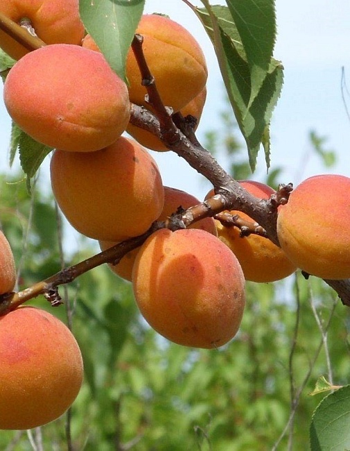 Абрикос Лель 