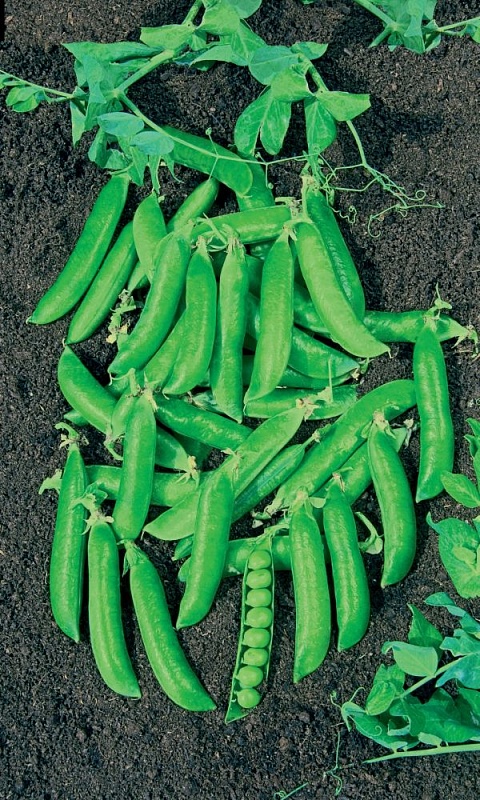 Горох Само совершенство - сахарный (УД) 5 гр цв.п.