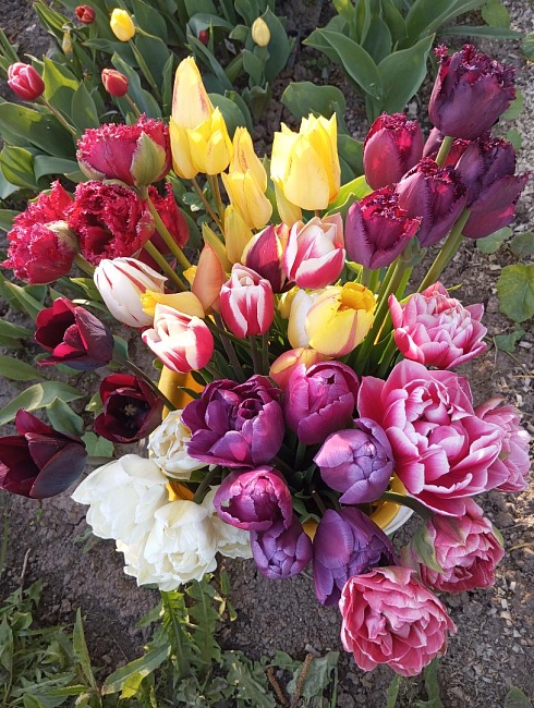 Набор Тюльпанов " Вспышка "  9 шт.