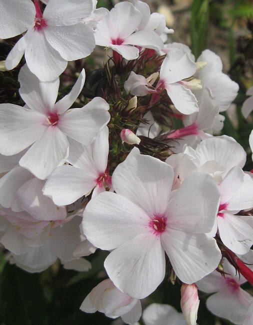 Флокс Попай 