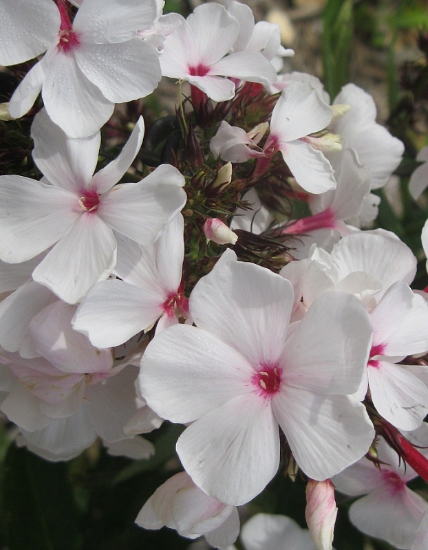 Флокс Попай 