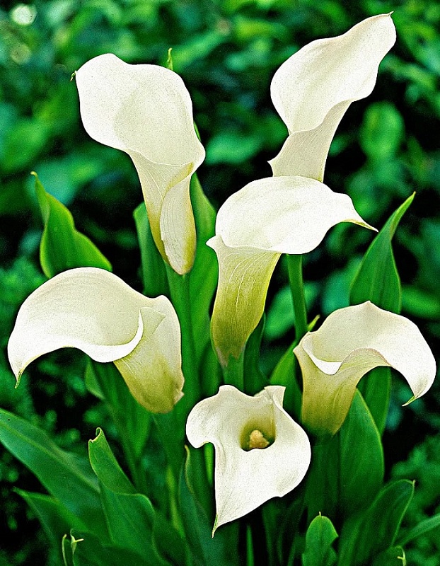 Калла Вайт Идеал 