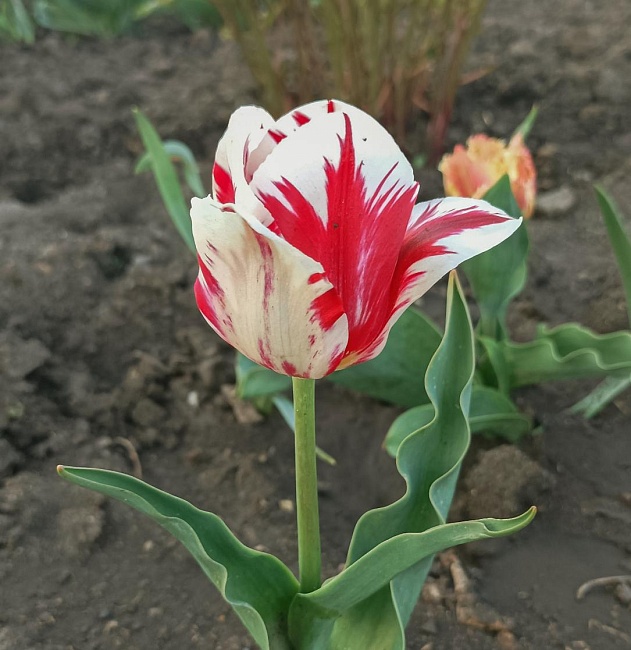 Тюльпан Волд Экспрешн 1 уп. (3шт.) 