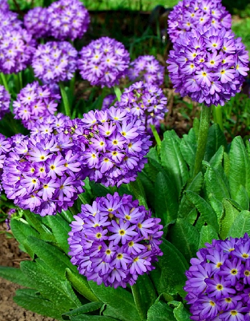 Примула мелкозубчатая Королла Блю 1 шт Р9