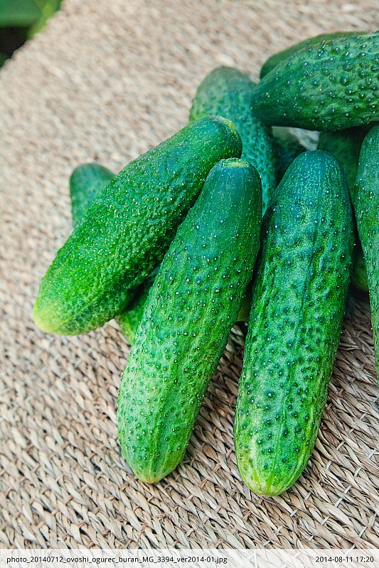 Огурец Буран F1 0,25 гр цв.п.