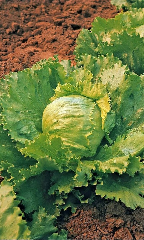 Салат Хрустящий шедевр (УД) 0,25 гр цв.п