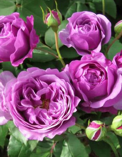 Роза флорибунда Минерва