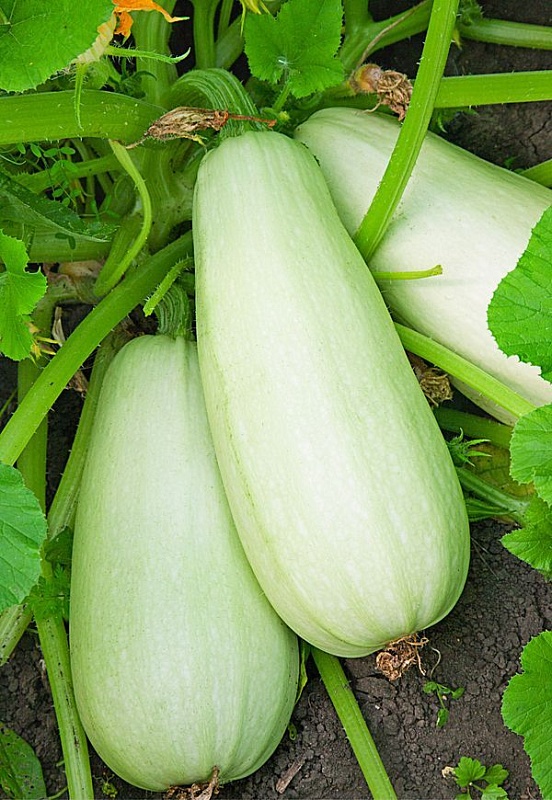 Кабачок Грибовские 37  1 гр цв.п