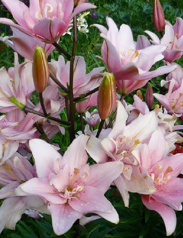 Лилия Бентли