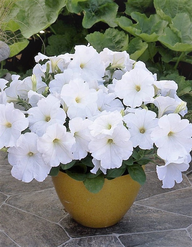 Петуния ампельная Трилоджи F1 Белая (Takii Seed) 5 др