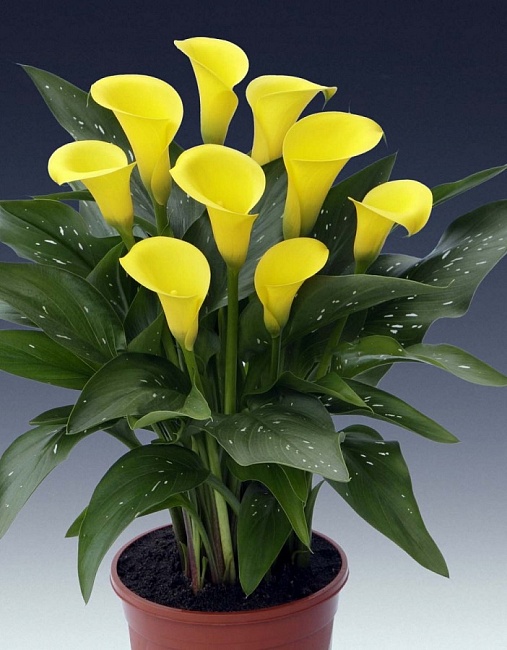 Калла Санклаб 