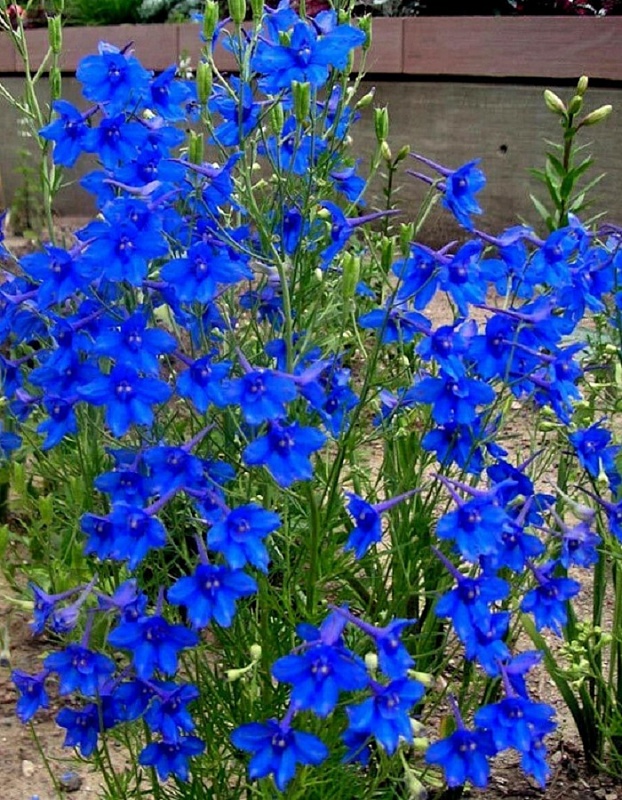 Дельфиниум крупноцветковый Голубая бабочка (УД) 0,05 гр цв п