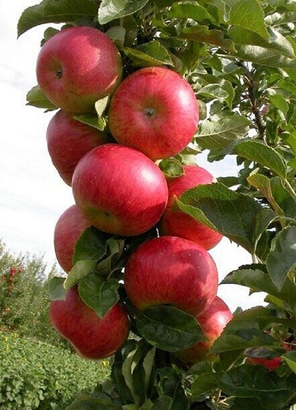 Яблоня колонновидная Кумир 