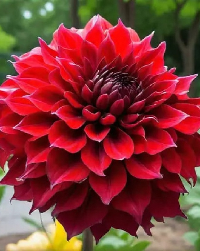 Георгина Зорро 1 шт