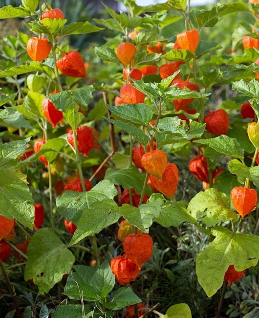 Физалис Китайские фонарики ASF 1 шт Р9