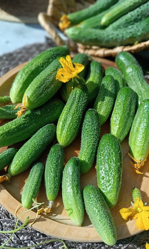 Огурец Ни забот, ни хлопот F1 (УД) 10 шт