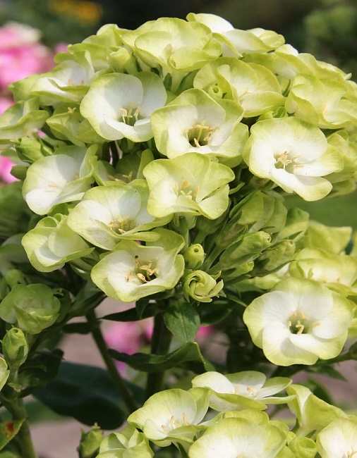 Флокс Орхид Грин 