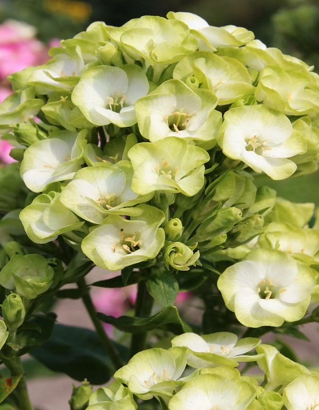 Флокс Орхид Грин 