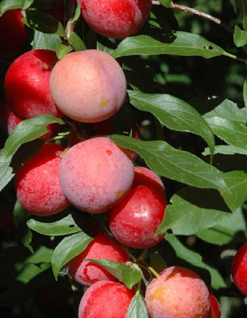 Алыча Несмеяна