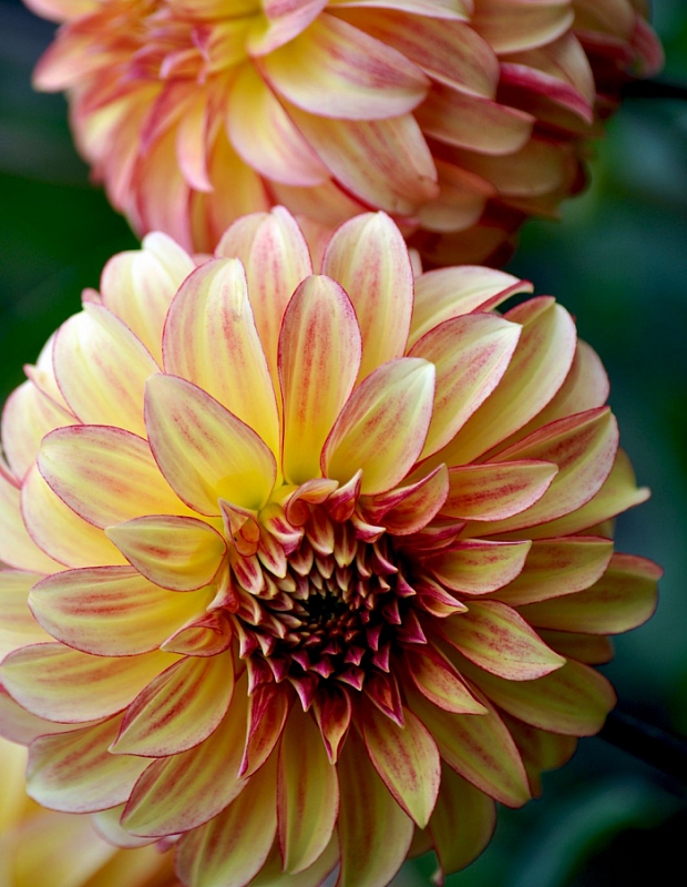 Георгина Леди Дарлен 1шт XXL