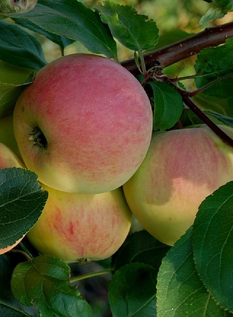 Яблоня Утренняя роза