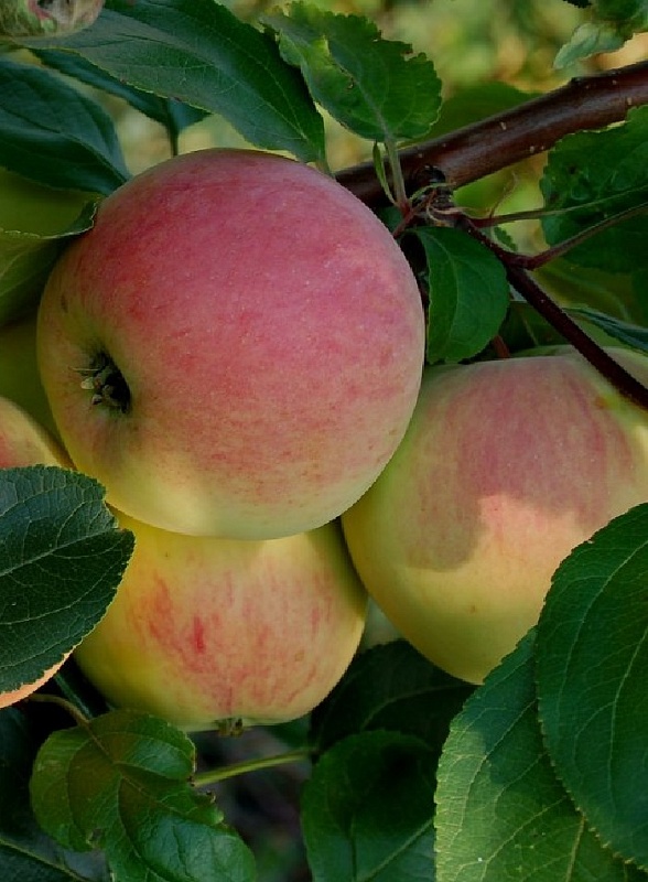 Яблоня Утренняя роза