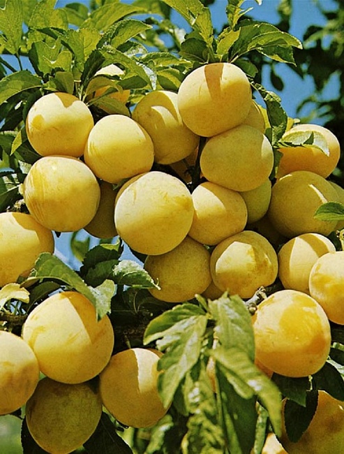 Слива Светлячок 