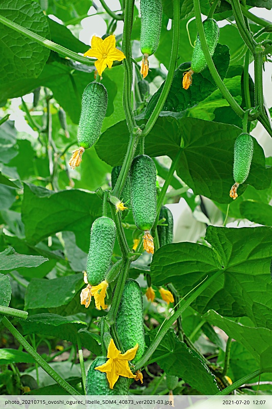 Огурец Либелле F1 0,25 гр ц.п.