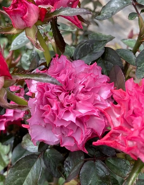 Роза японская Хирари 