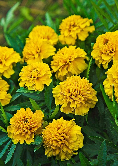 Бархатцы отклоненные махровые Петит желтый 0,5 гр