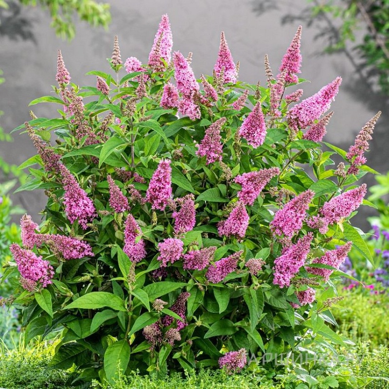 Буддлея Давида Баттерфляй Канди Литл Пинк 1 шт Р9