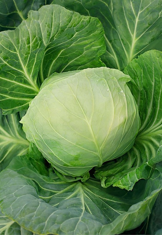 Капуста белокочанная Харьковская зимняя 1 гр б.п.