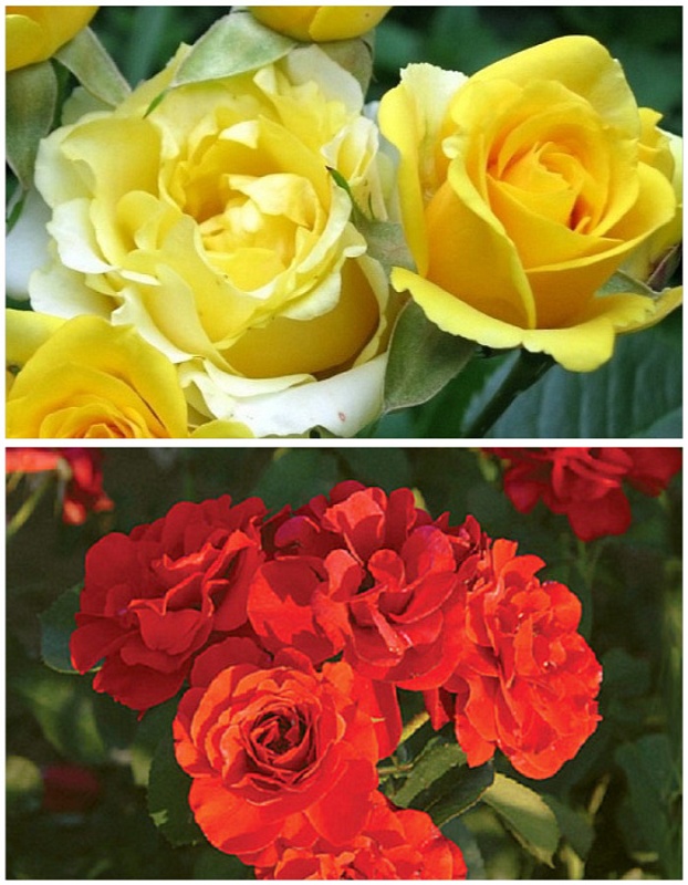 Набор роз "Улыбка осени" 2 саженца