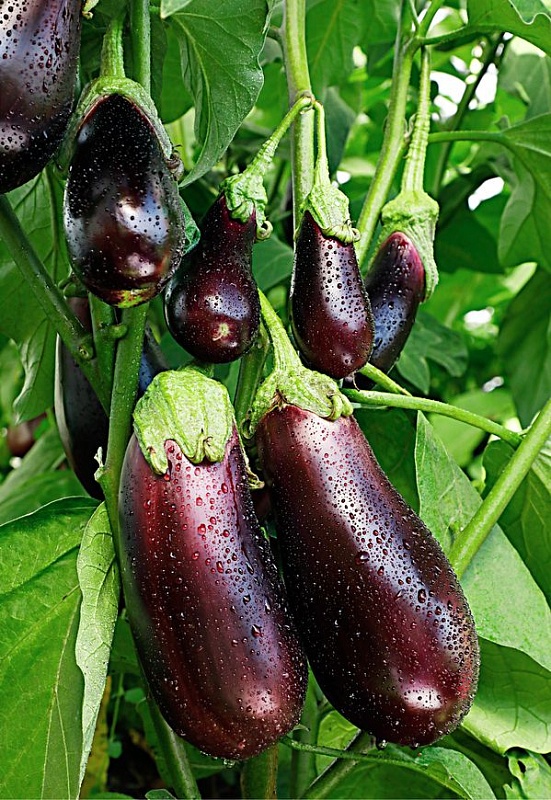 Баклажан Альбатрос 0,1 гр. цв.п.