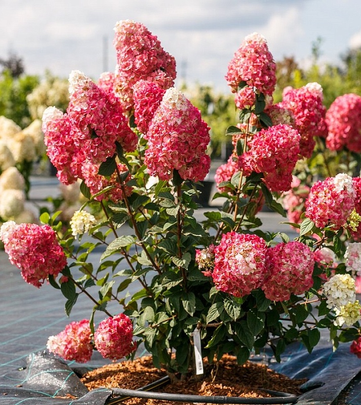 Гортензия метельчатая Самарская Лидия ASF 1 шт Р9