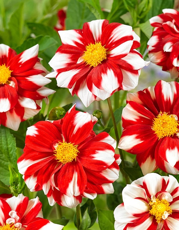 Георгина Файр энд Айс 1шт 