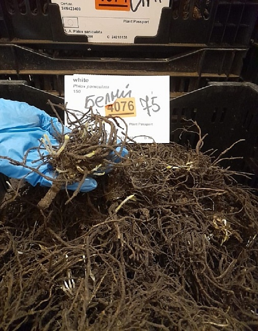 Флокс Белый