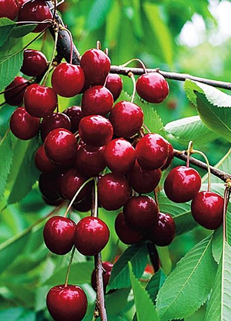 Вишня Изобильная 