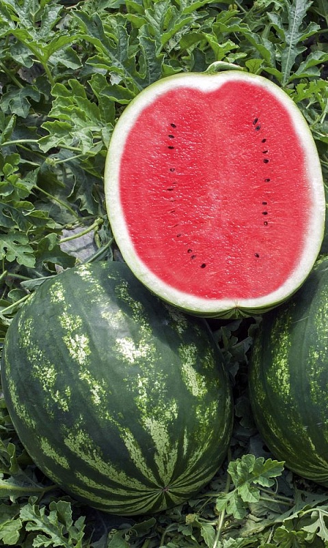 Арбуз Сверхранний (УД) 10 шт цв п